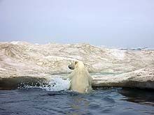 polar bear repulse bay